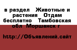  в раздел : Животные и растения » Отдам бесплатно . Тамбовская обл.,Моршанск г.